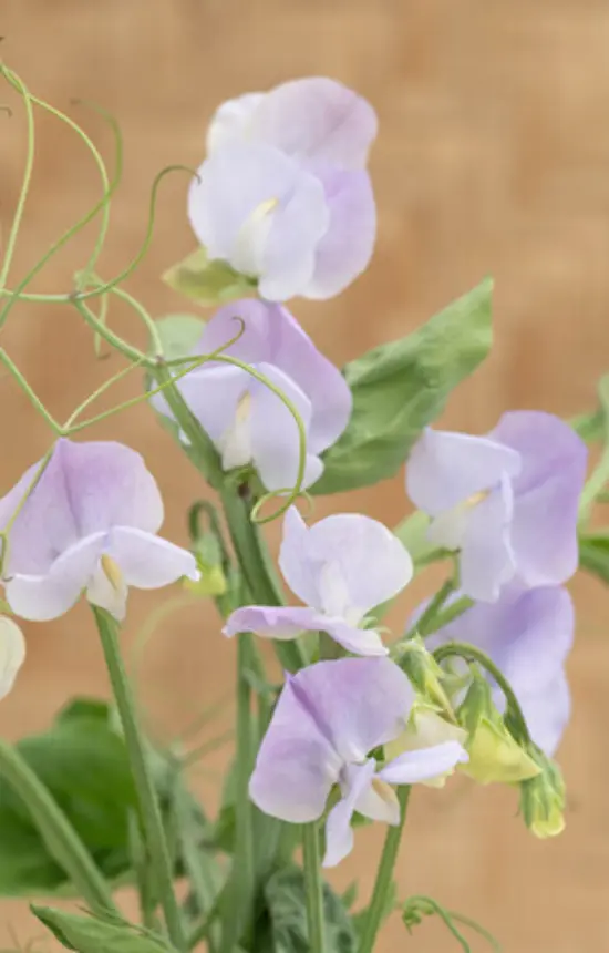 [DL-513] Lathyrus odoratus 'Arthur Hellyer'