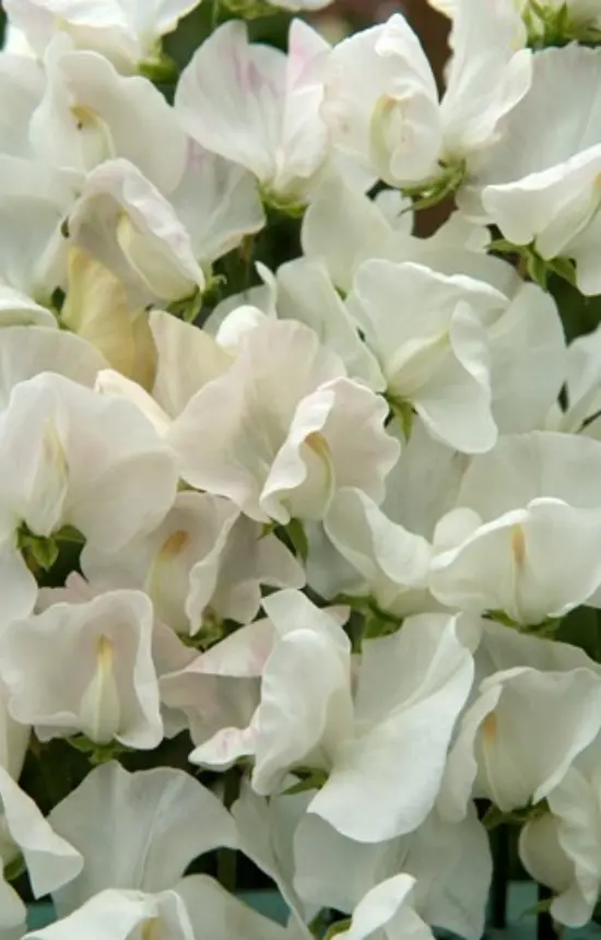 [EL-513] Lathyrus odoratus 'Spencer Royal Wedding' 