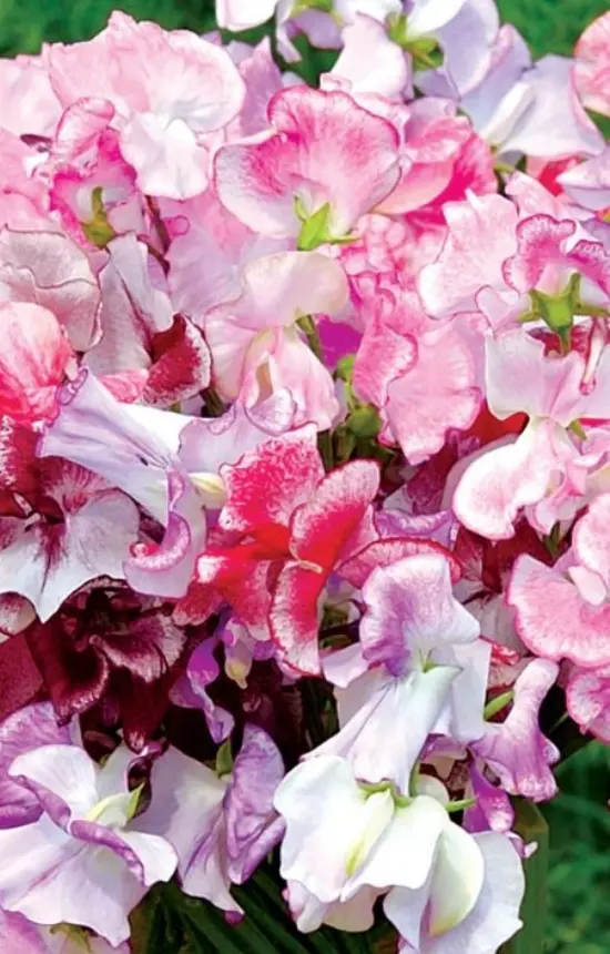 Lathyrus odoratus 'Ripple Mix'