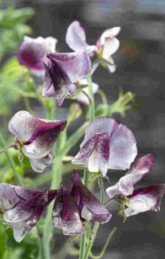 Lathyrus odoratus 'Wiltshire Ripple'