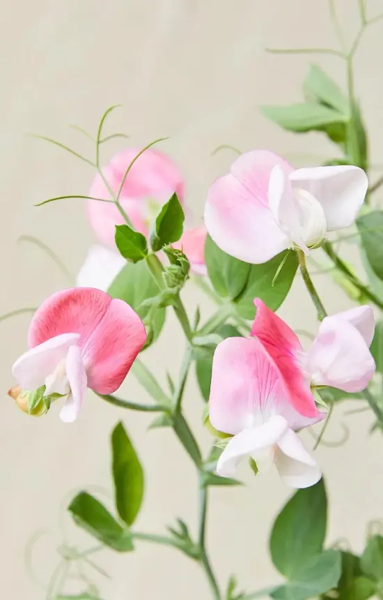 Lathyrus odoratus 'Cupid Rose'