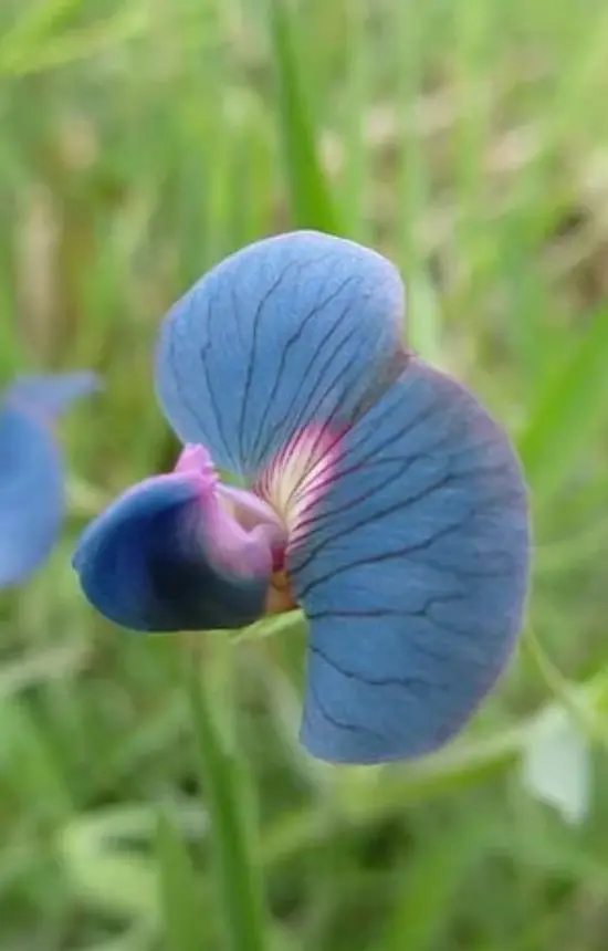 Lathyrus sativus 'Azureus'