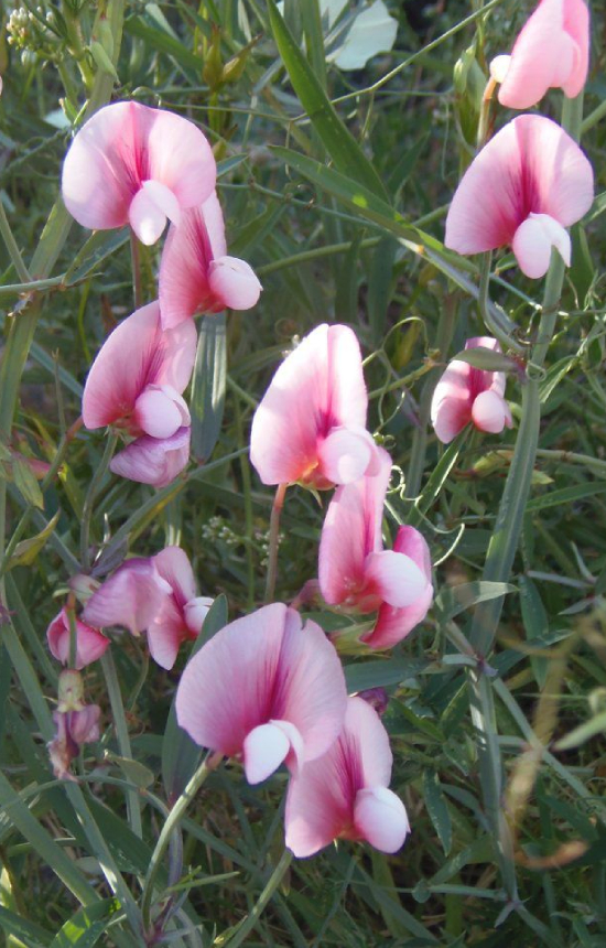 Lathyrus tingitanus 'Roseus'