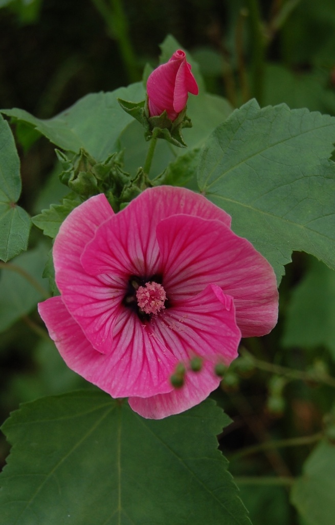 [ZL-514] Lavatera trimestris 'Ruby Regis' 