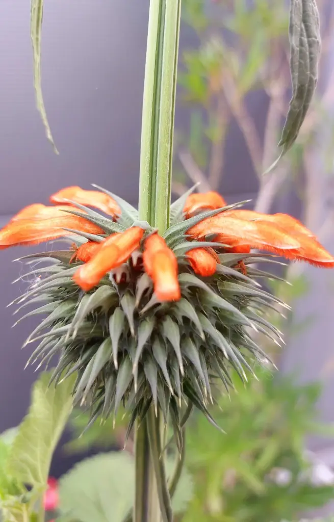 Leonotis nepetifolia 'Schrimpcocktail'