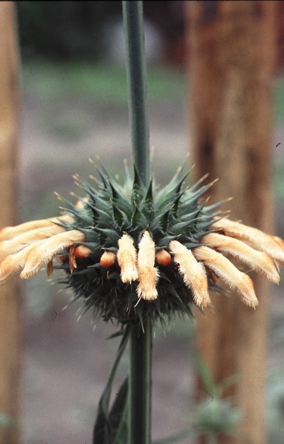 Leonotis nepetifolia 'Naivasha Apricot'