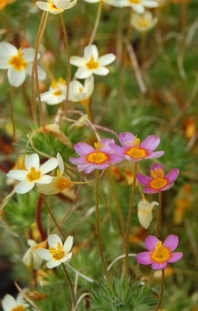 Leptosiphon androsaceus 'Stardust'