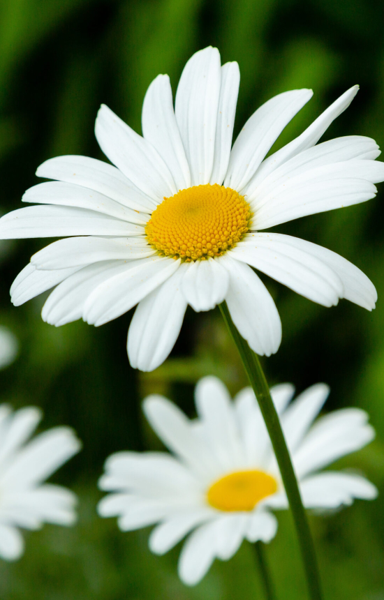 Leucanthemum vulgare