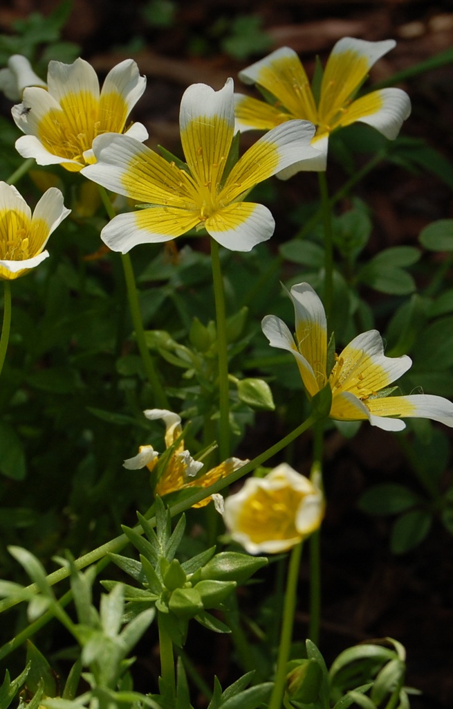 Limnanthes douglasii
