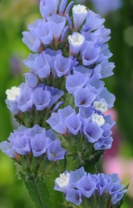 Limonium sinuatum 'Qis Pale Blue'