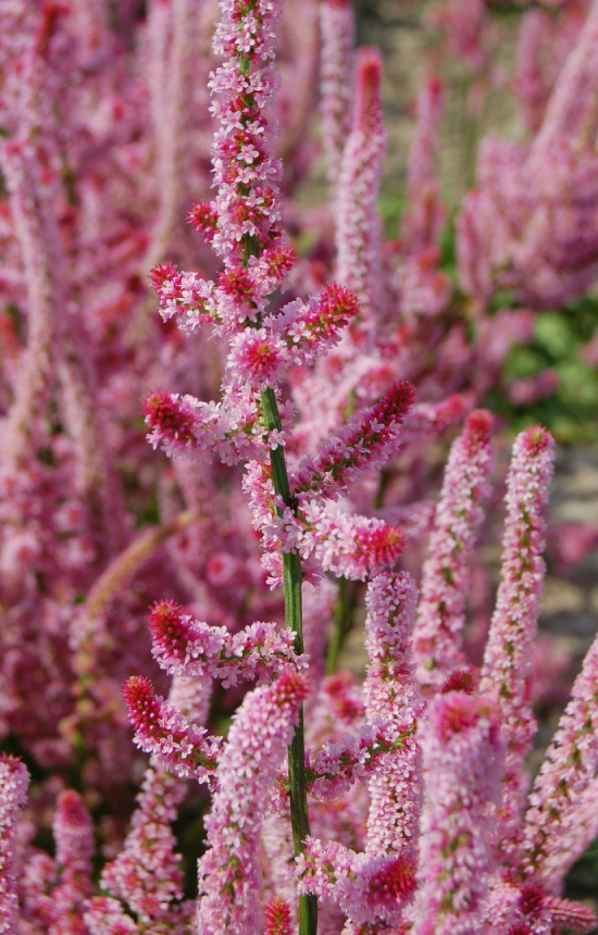 [CL-514] Limonium suworowii