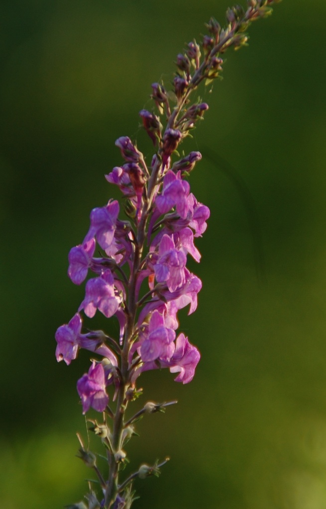 Linaria purpurea