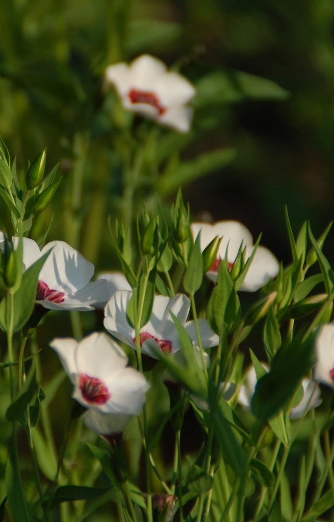 Linum grandiflorum 'Bright eyes' 