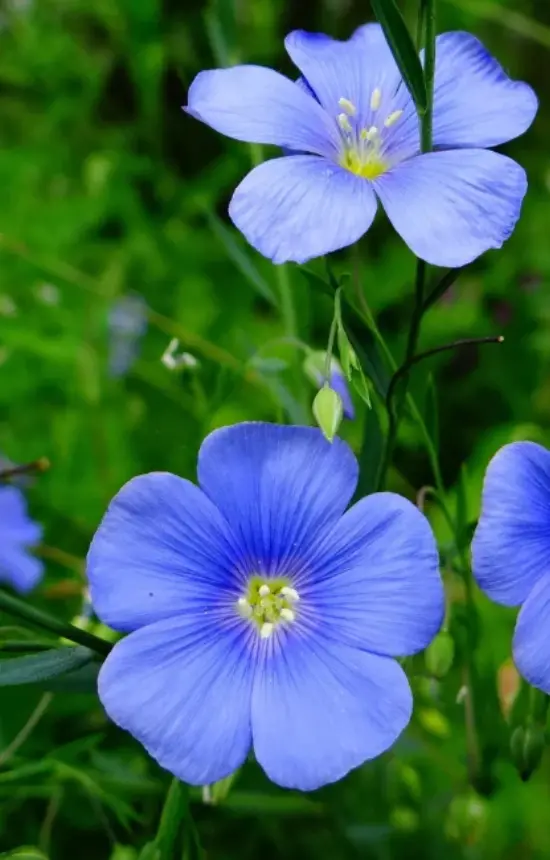 Linum usitatissimum 