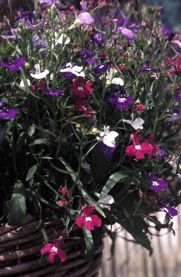 Lobelia pendula 'Cascade Mix' 