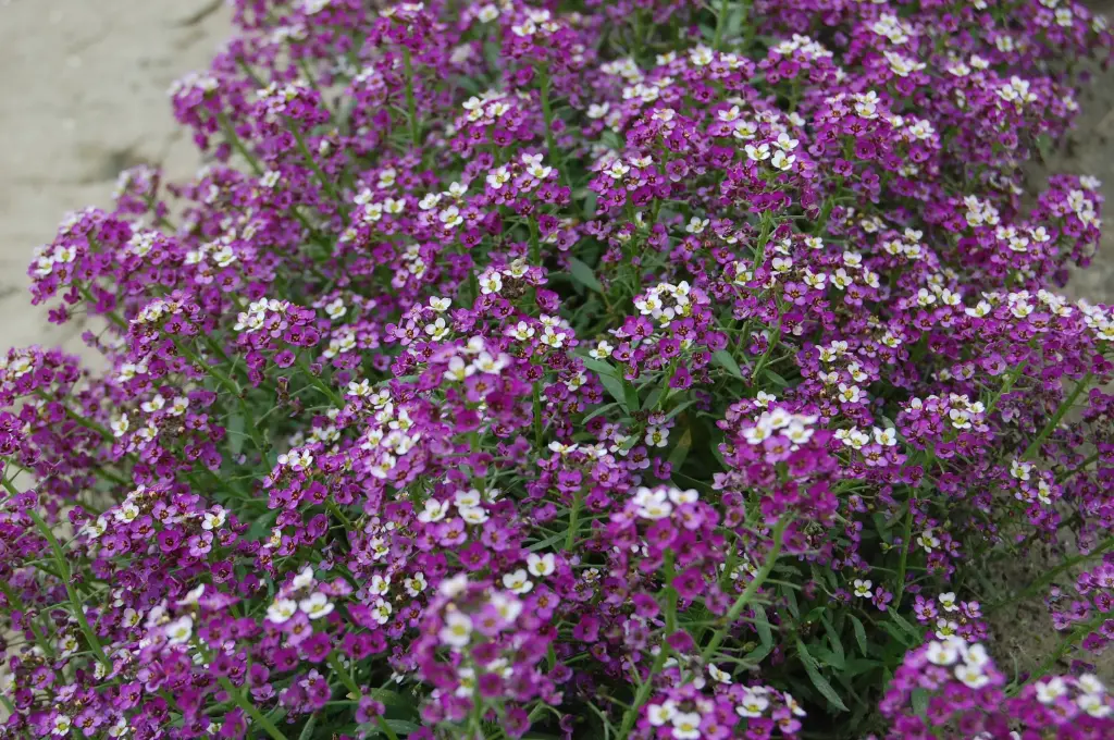 Lobularia 'Magic Circle Mix' 