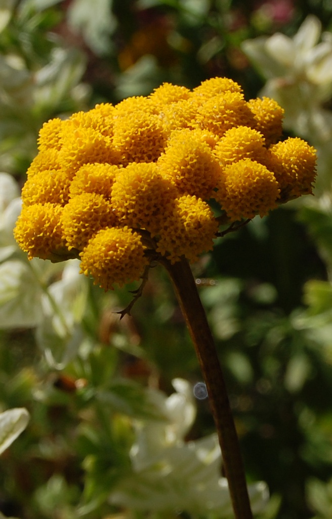 Lonas inodora 