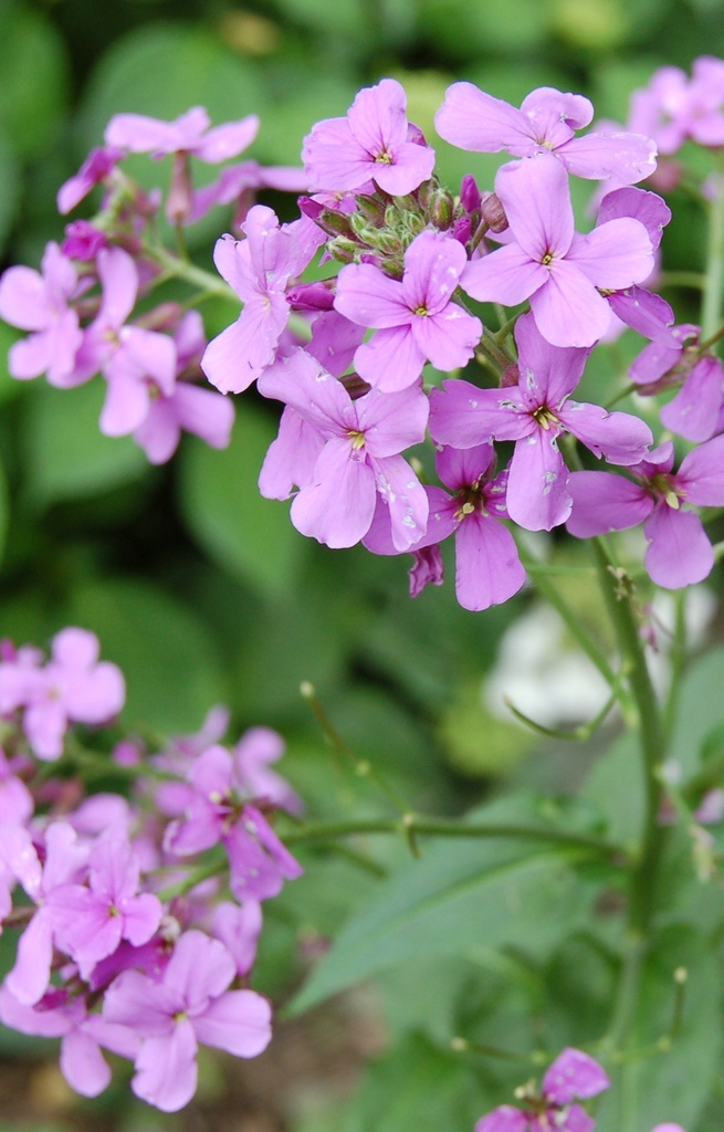 Lunaria annua 