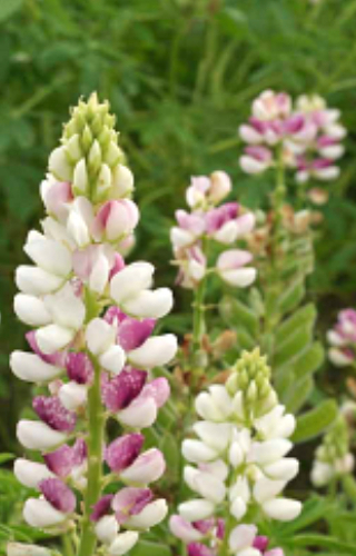Lupinus elegans 'Pink Fairy'