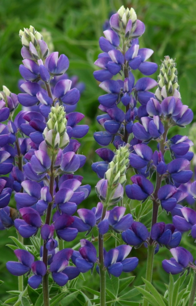 Lupinus hartwegii 'Avalune Blue' 