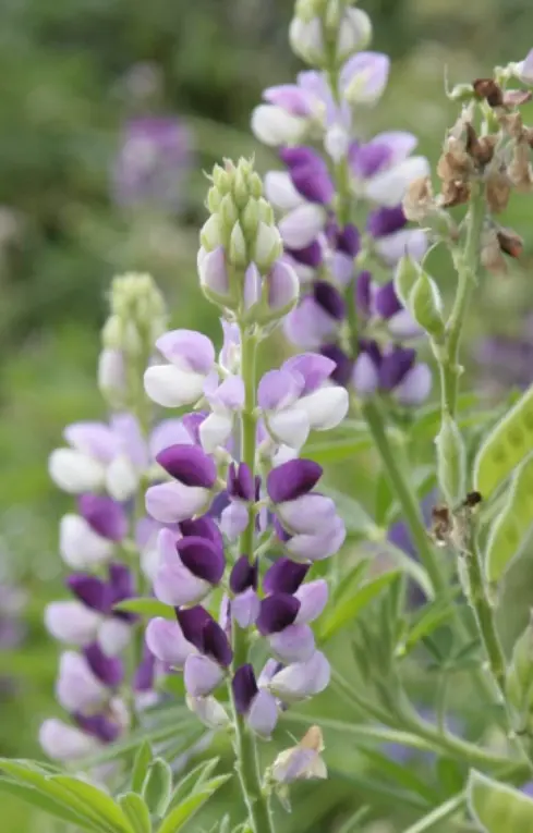 Lupinus elegans 'Pixie Delight'