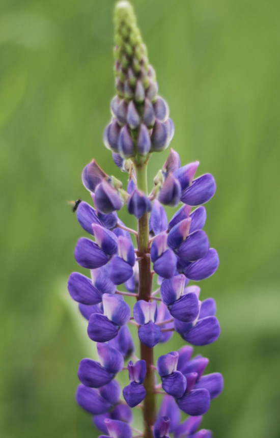 Lupinus polyphyllus 