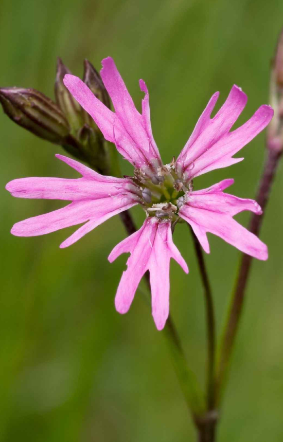 [BL-511] Lychnis flos-Cuculi 