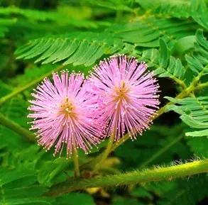 Mimosa pudica 