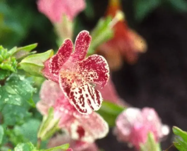Mimulus luteus tigrinus grandiflorus  