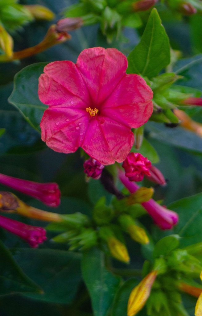 Mirabilis jalapa  