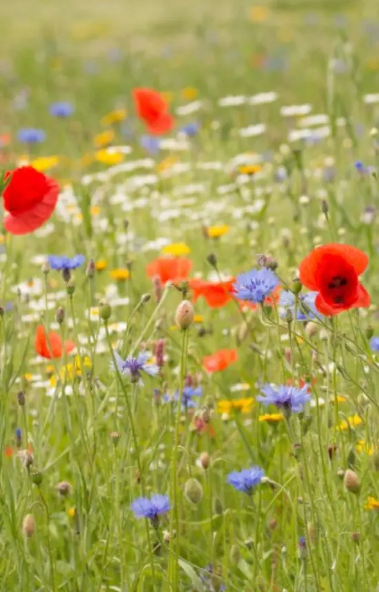 [FM-511] Mix 'Akkerbloemen' A6 