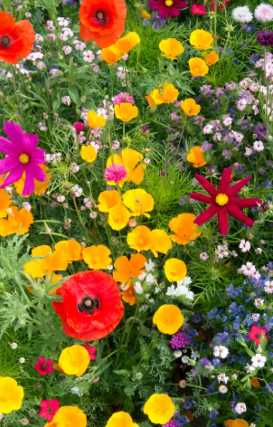 Mix 'Bee-mix' 
