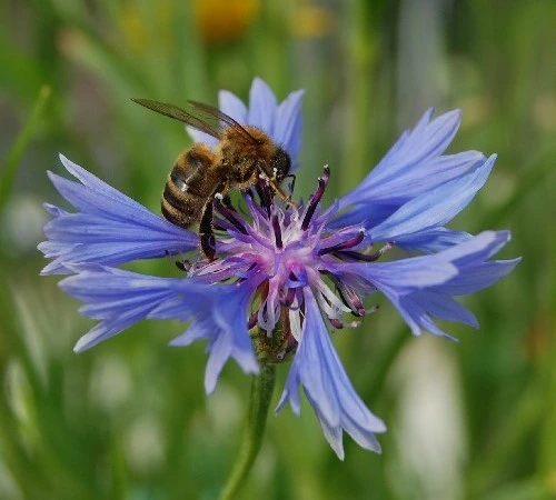 Mix 'Bijenweelde - inheems'