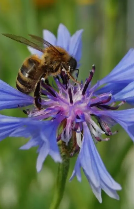 Mix 'Bijenmengsel N2' 