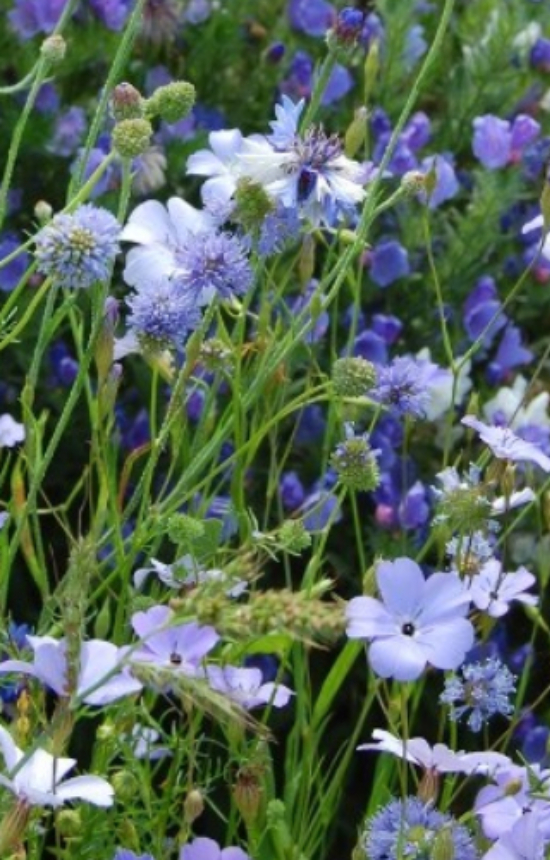 Mix 'Blue Garden'  