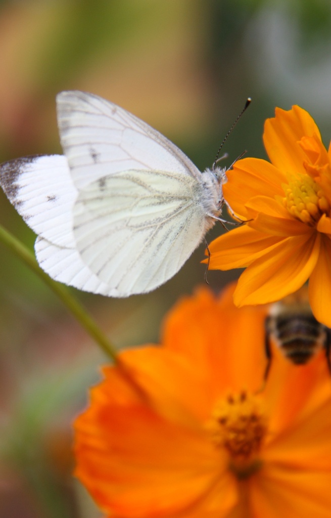 [FM-513] Mix 'Butterfly garden'