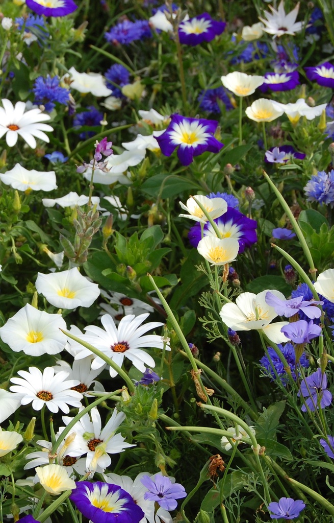 Mix 'Colour carpet Blue & White'  