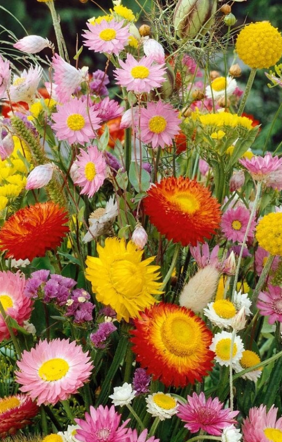 Mix 'Droogbloemen' 