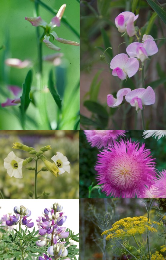 [FM-514] Mix 'Fragrant Garden' 