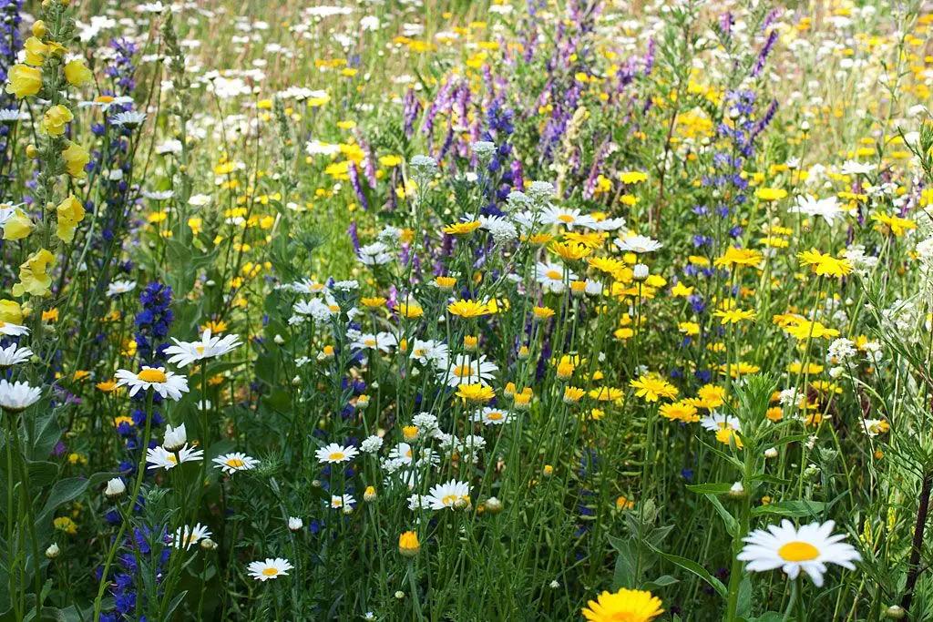 Mix 'Stoere bloemen'
