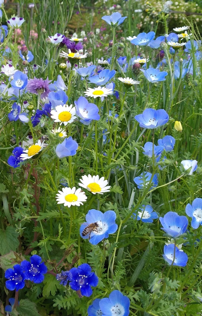 Mix 'Tiny Garden' 