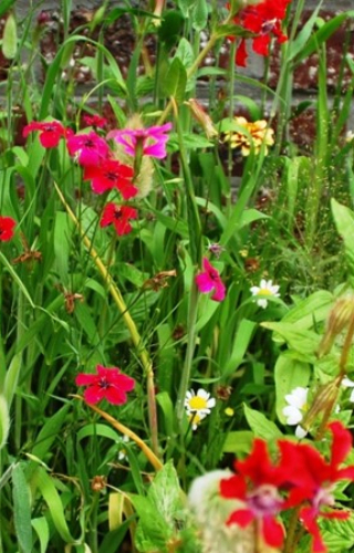 Mix 'Colorful pots - Bont' 