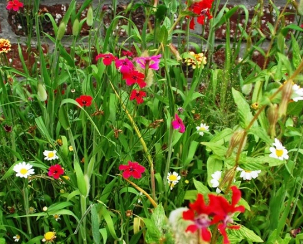 [CM-028] Mix 'Pot vol bloemen'