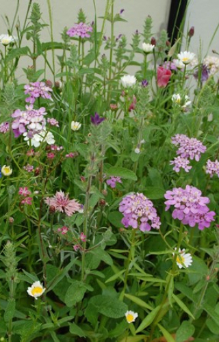 [CM-028] Mix 'Colorful pots - Pastel' 