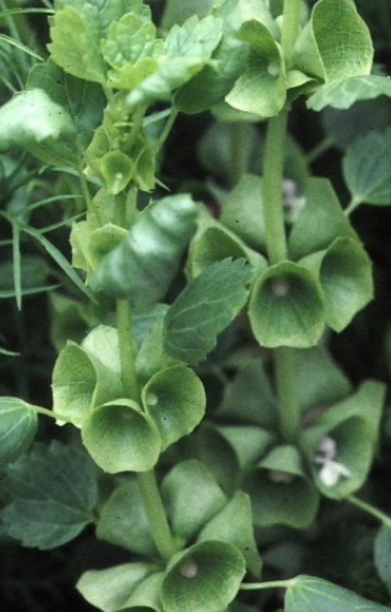 [BM-513] Moluccella laevis 