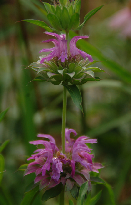 Monarda citriodora 'Purplish Lilac'