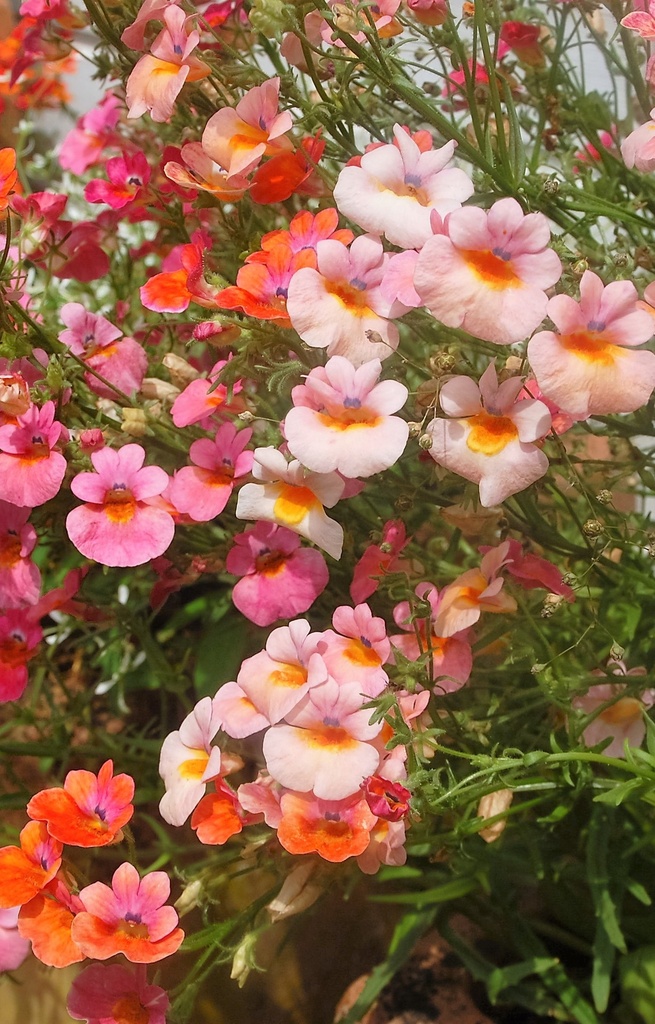 Nemesia strumosa 'Carnival'