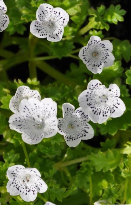 Nemophila atomaria 'Snowstorm'