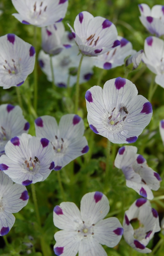 Nemophila maculata 'Fivespot'