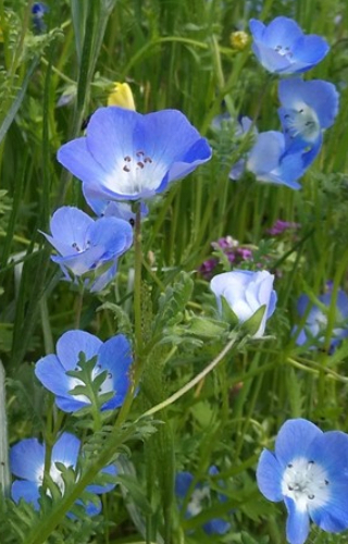 Nemophila menziesii 'Baby Blue Eyes'